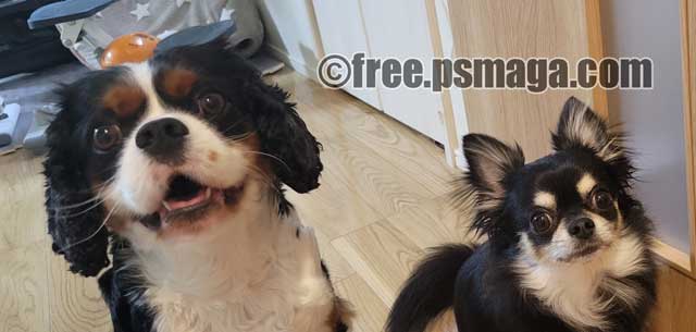 スロマガ　女子ライター　わるぺこ