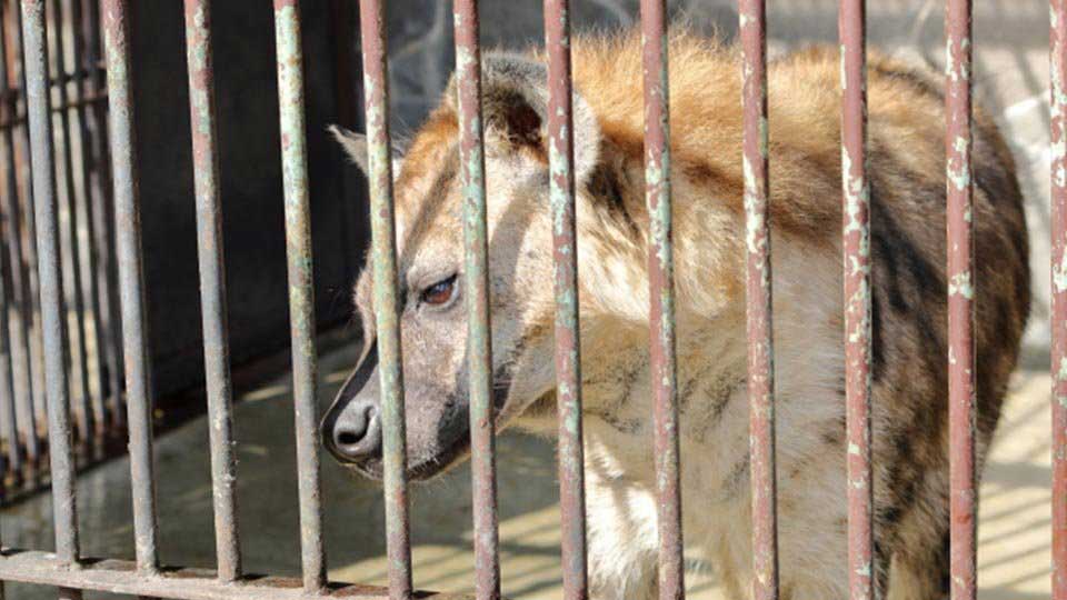 【パチスロ】今は低設定のハイエナに夢がなさすぎて、熟練のエナプロでも高設定を狙う時代